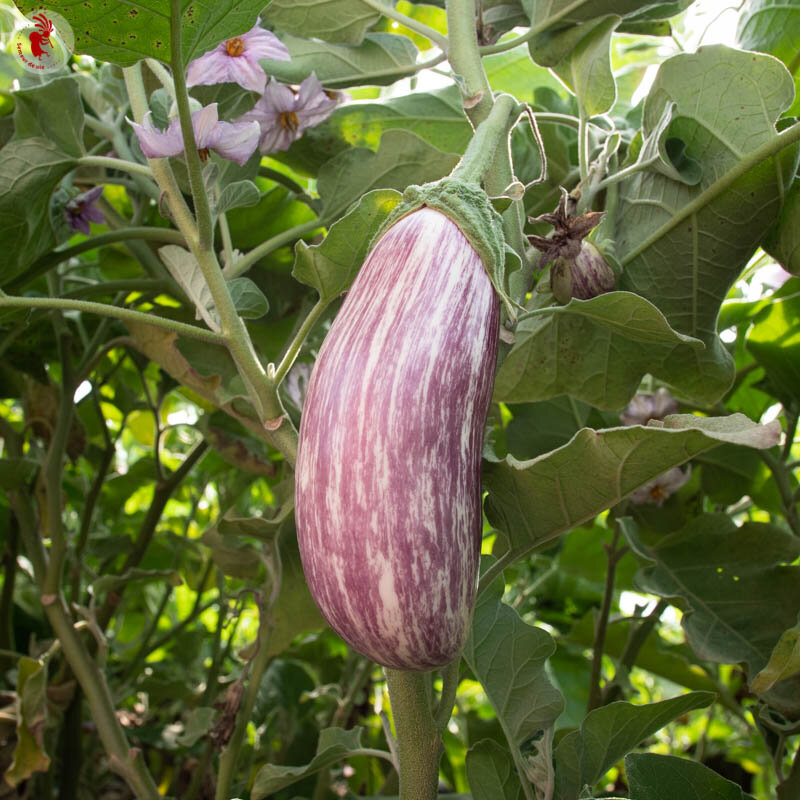 Eggplants - Antigua