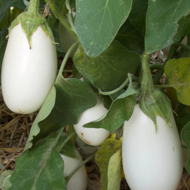 Eggplants - Casper