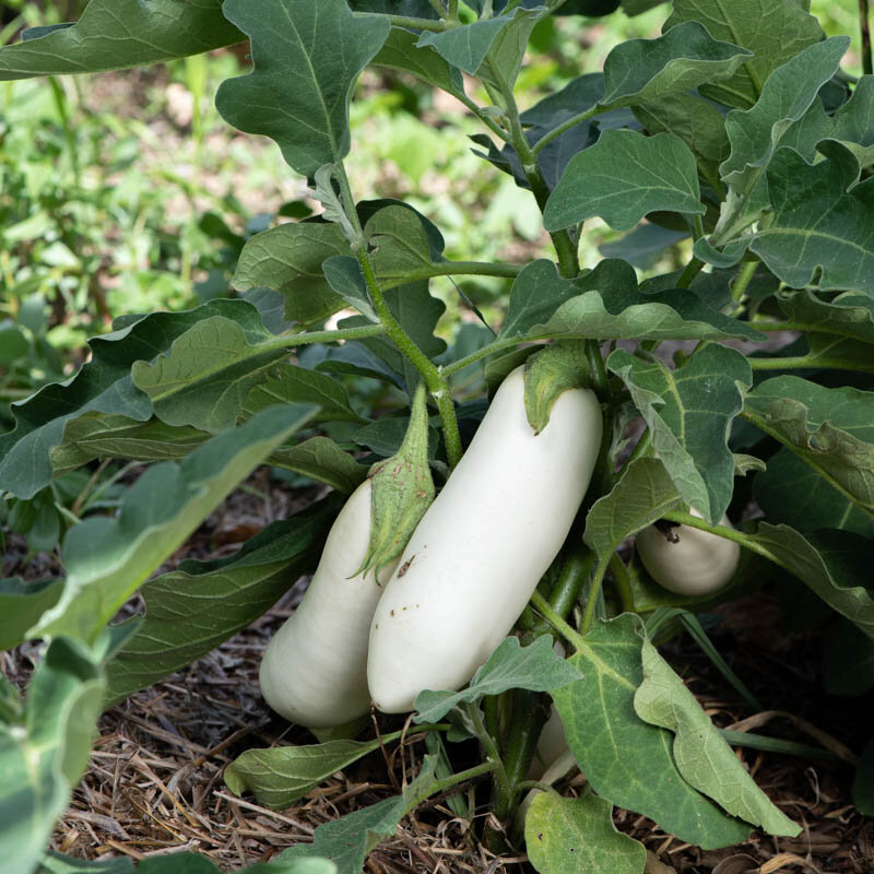 Eggplants - Chinese White Sword