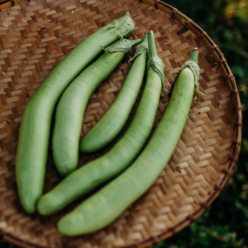 Eggplants - Louisiana Long Green