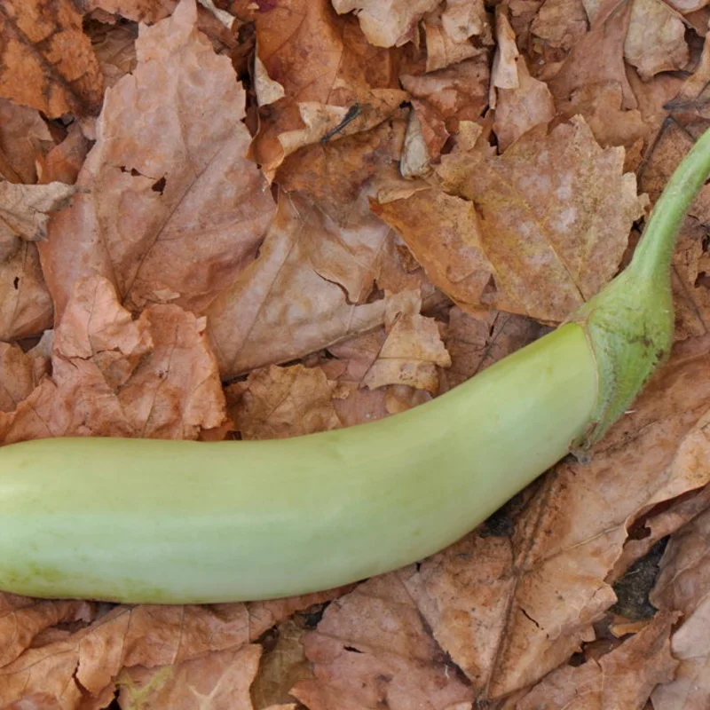 Eggplants - Louisiana Long Green