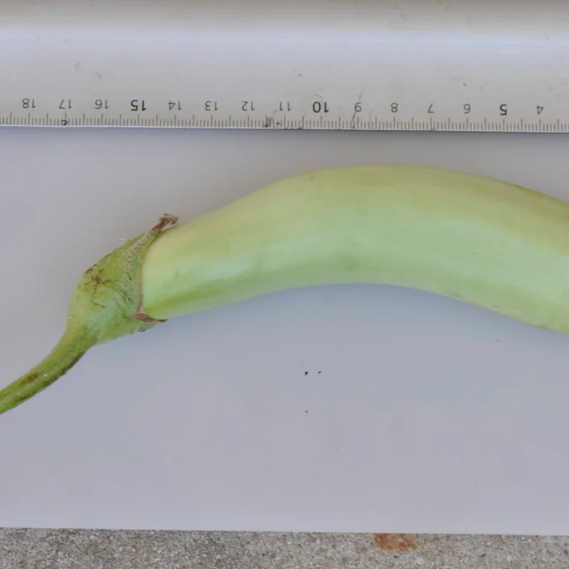 Eggplants - Louisiana Long Green