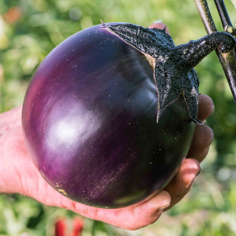 Eggplants - Ronde de Valence