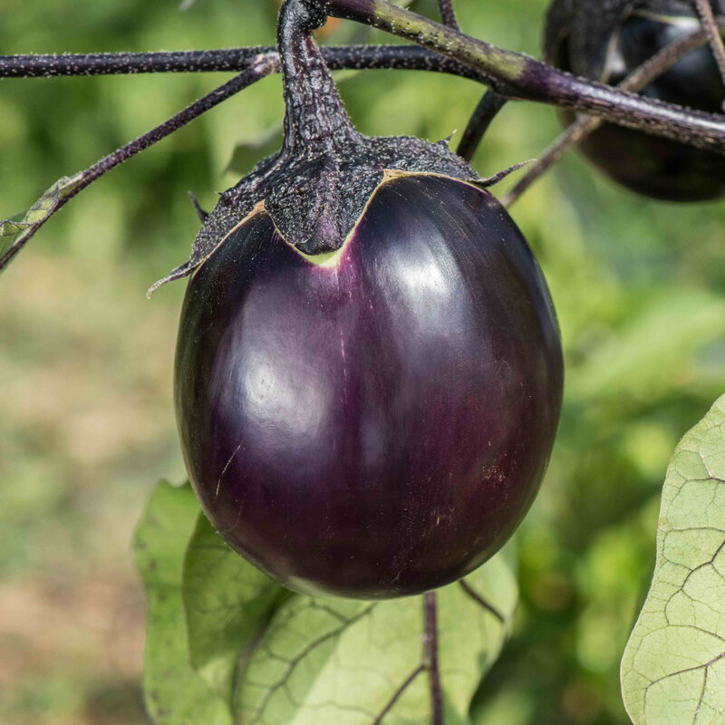 Eggplants - Ronde de Valence