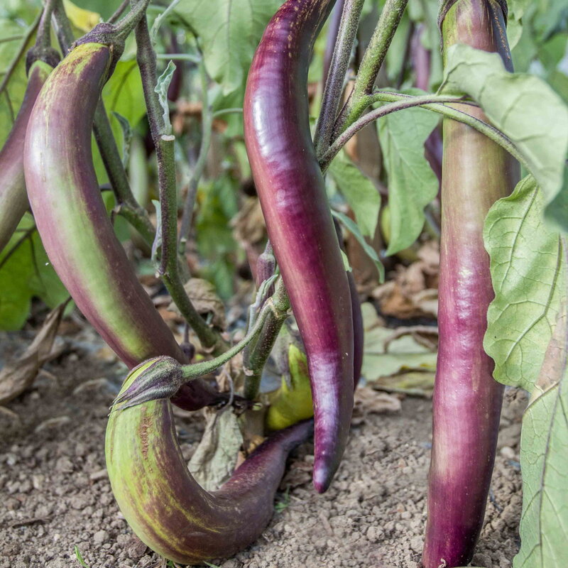 Eggplants - Waimanalo Long