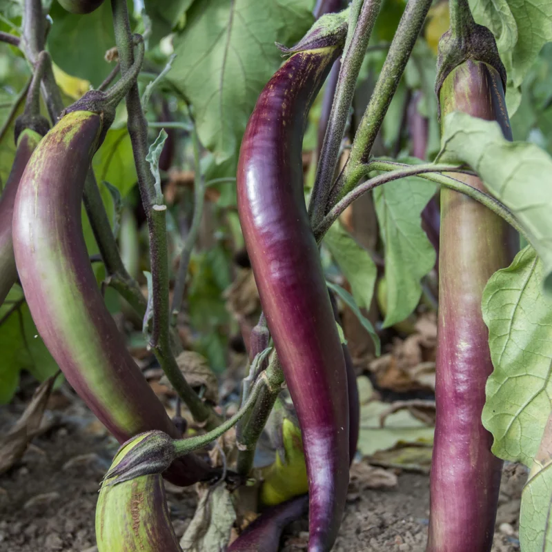 Eggplants - Waimanalo Long