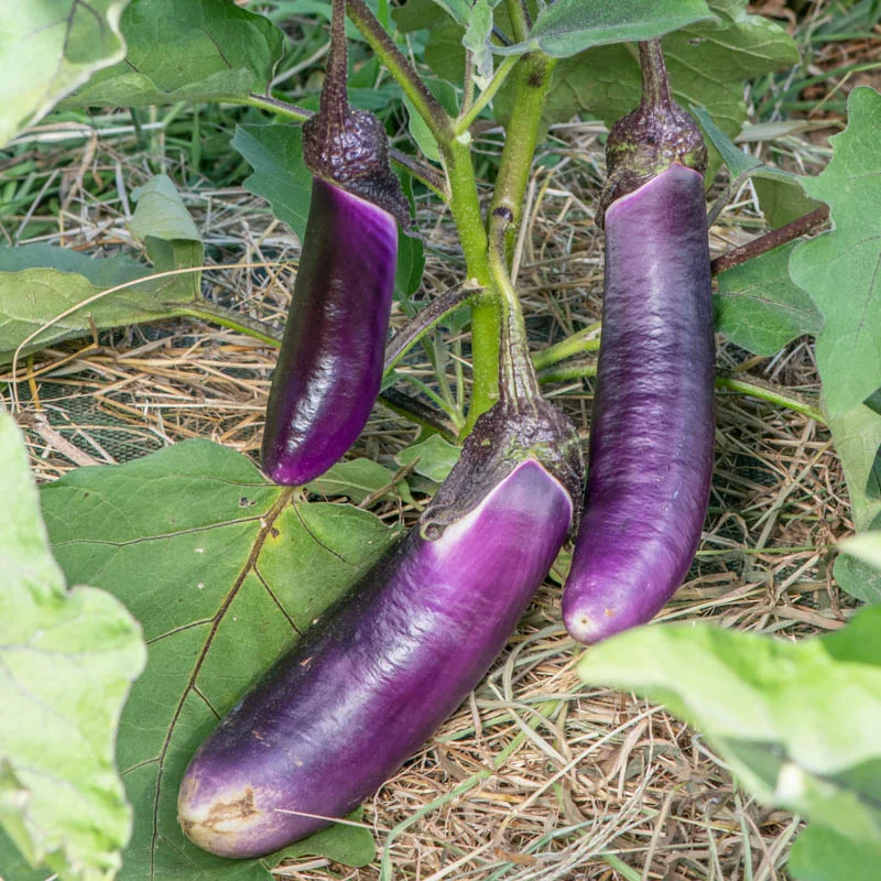 Eggplants - Thai Long Purple