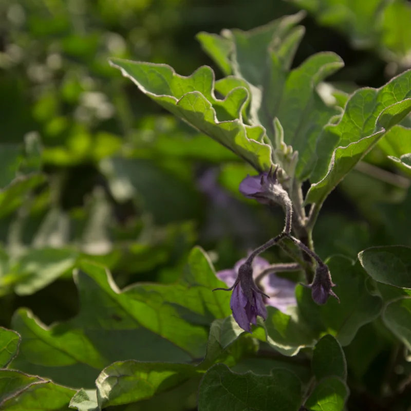 Eggplants - Thai Long Purple