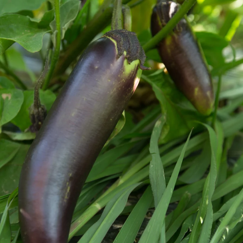 Eggplants - Thai Long Purple