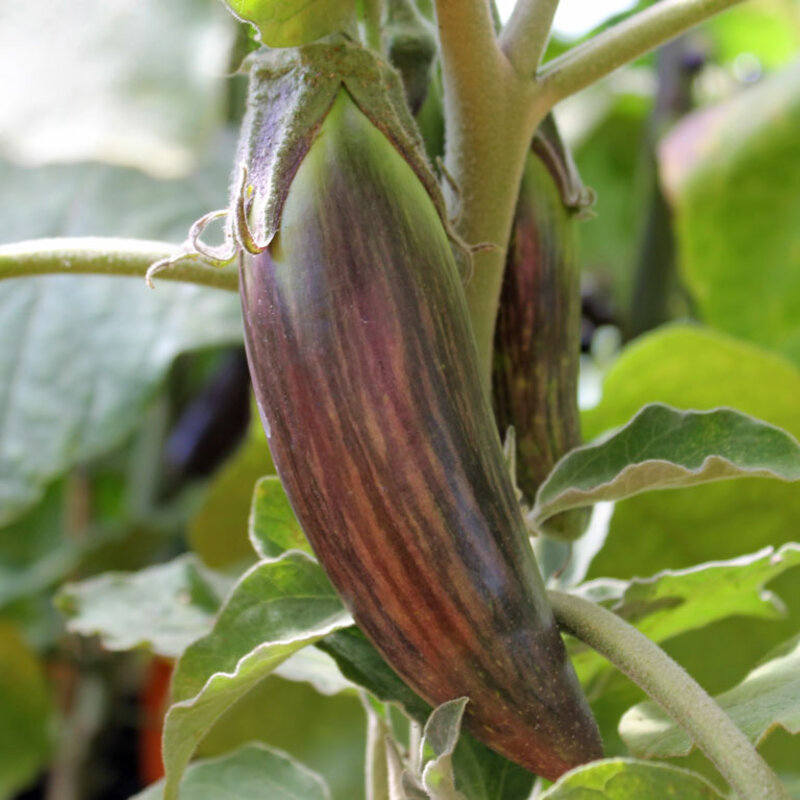 Eggplants - Bangladeshi Long