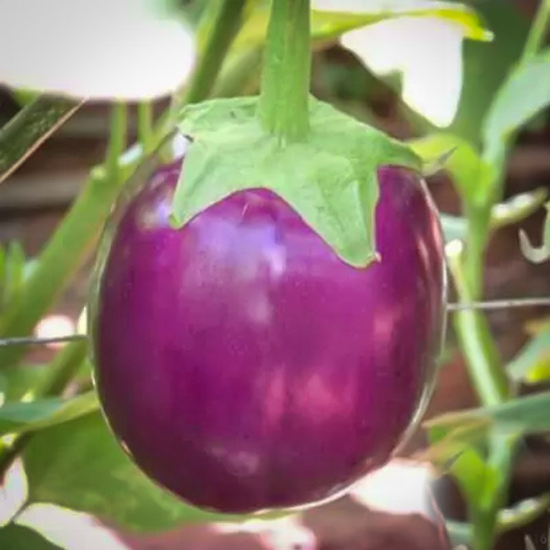 Eggplants - Round Mauve