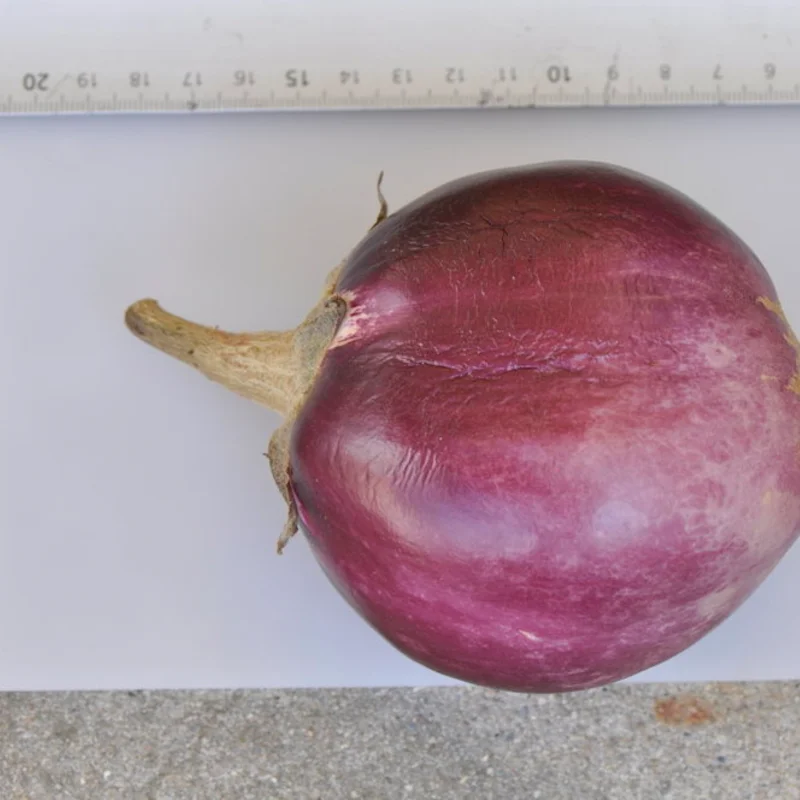 Eggplants - Round Mauve