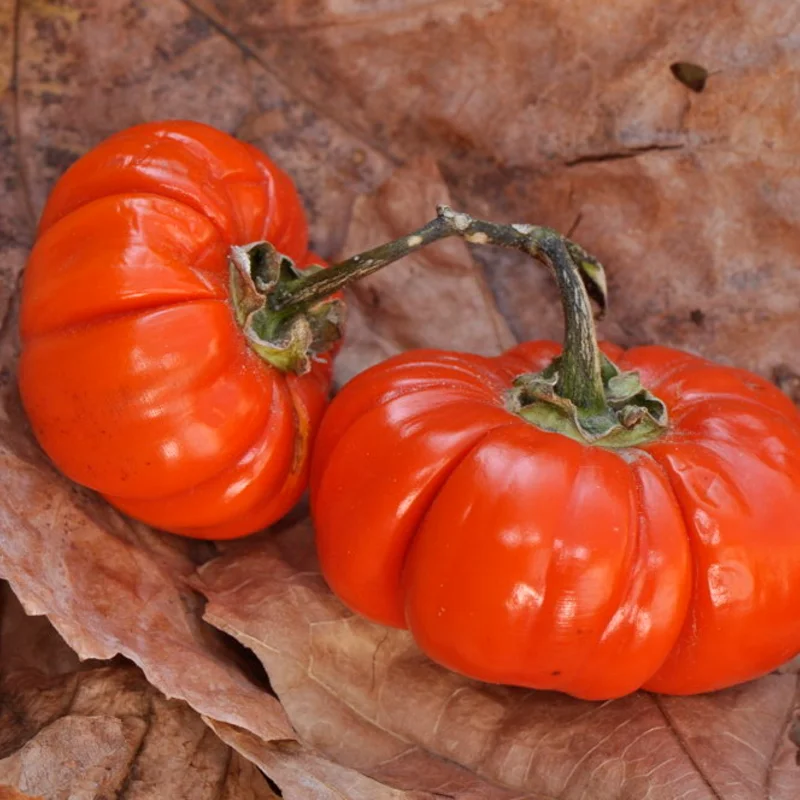 Bitter eggplants - Chinese red