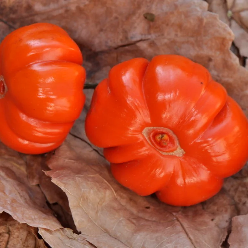 Bitter eggplants - Chinese red