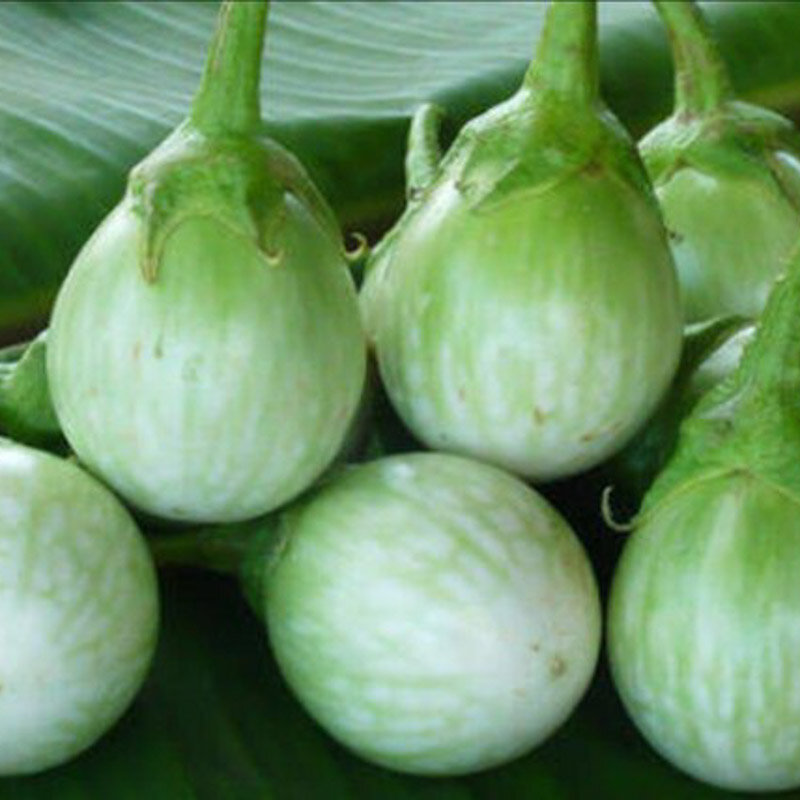 Eggplants - Thai Round Green