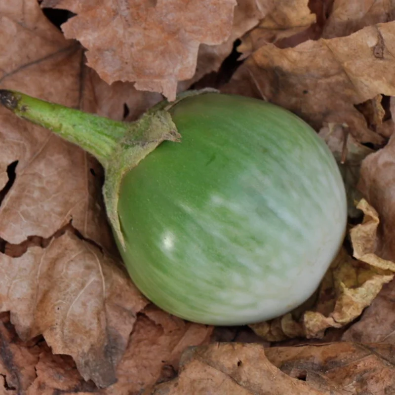 Eggplants - Thai Round Green