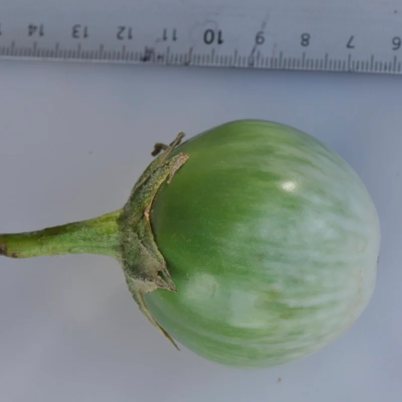 Eggplants - Thai Round Green