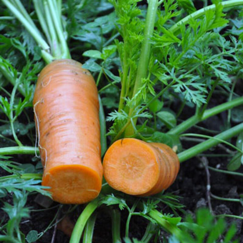 Carrots - Red Hearted Colmar