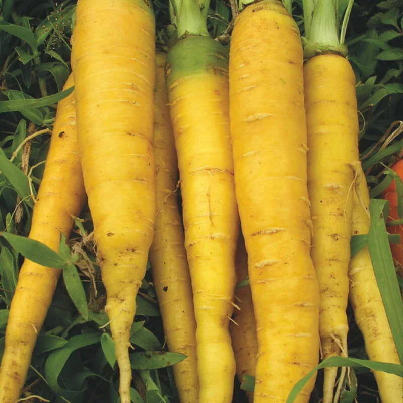 Carrots - Jaune du Doubs
