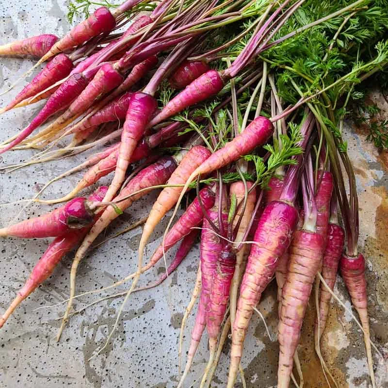 Carrots - Cosmic Purple