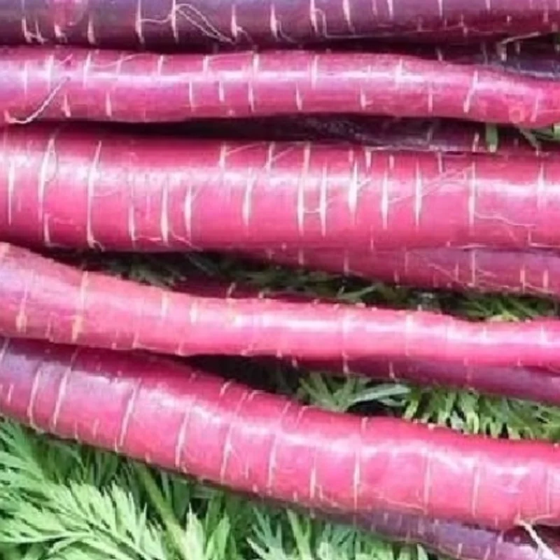 Carrots - Cosmic Purple