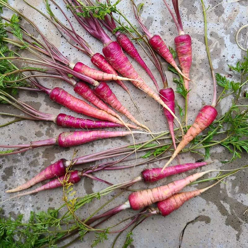 Carrots - Cosmic Purple