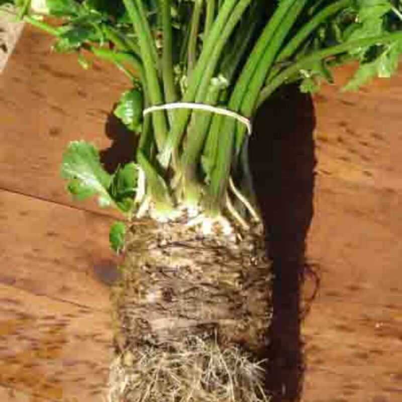 Celery Rave - Ortho