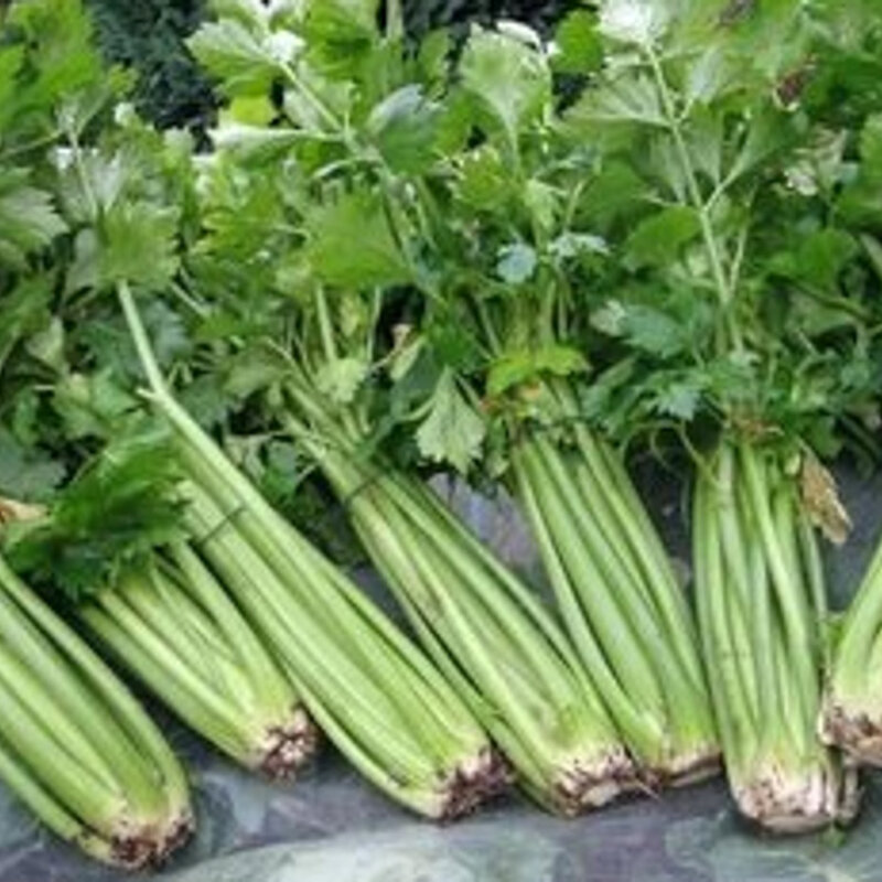 Celery with ribs - Tall Utah
