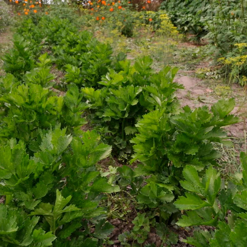 Celery with ribs - Tall Utah