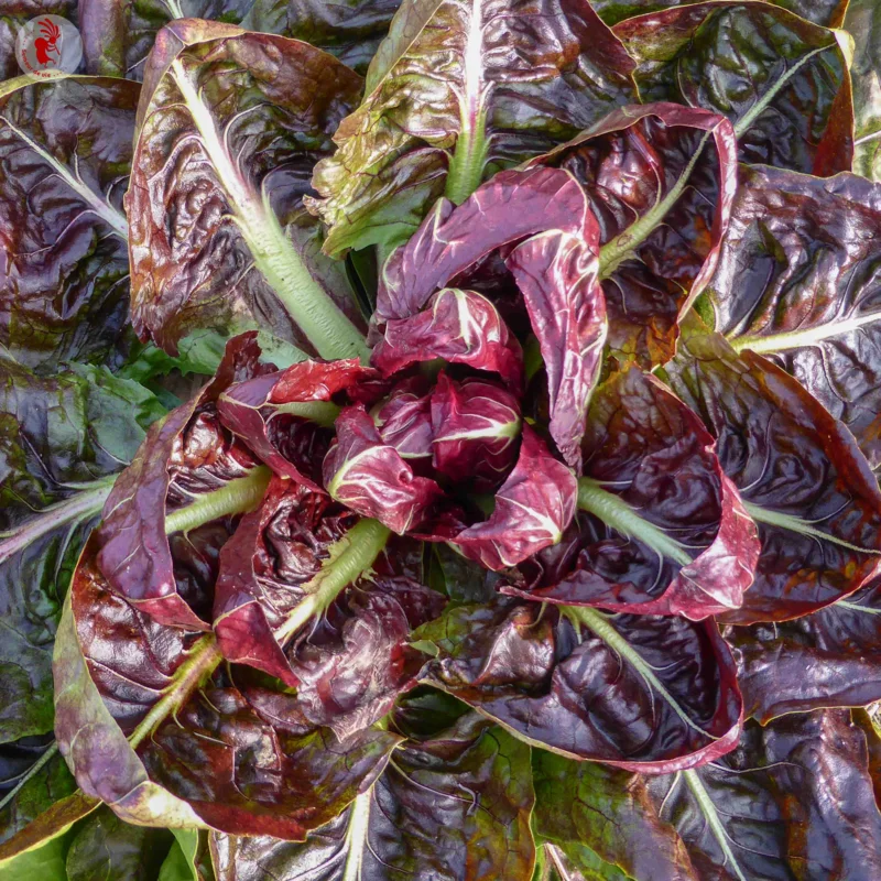 Curly endive - Verona Red