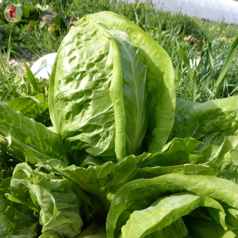 Curly endive - Sugar Loaf