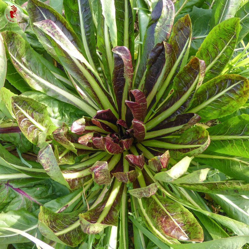 Curly endive - Early Red Treviso