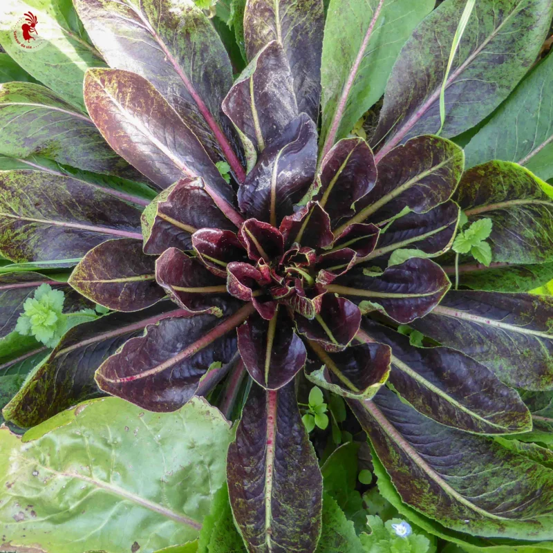 Curly endive - Early Red Treviso