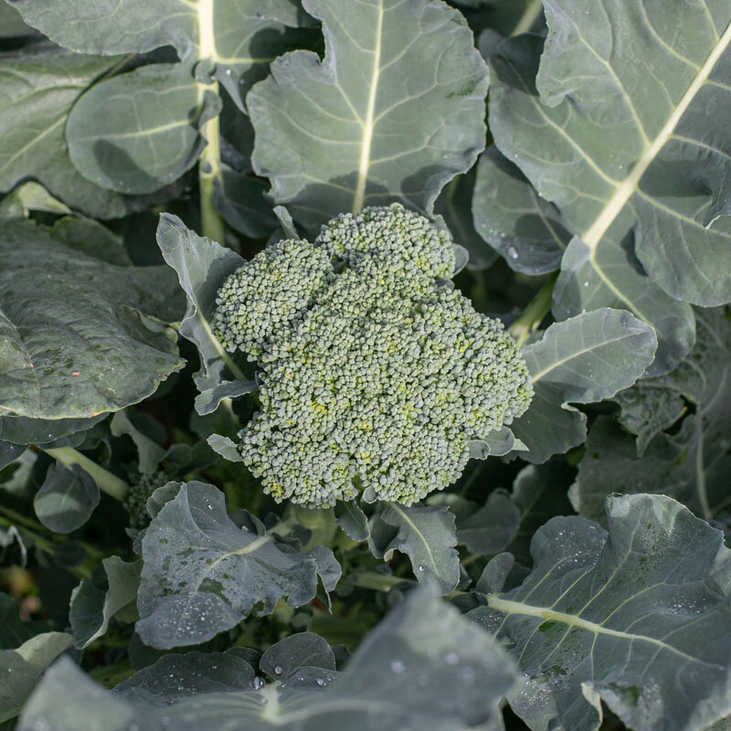 Broccoli - Waltham