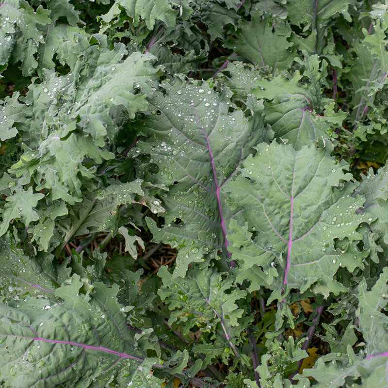 Kale / Kales - Russian red