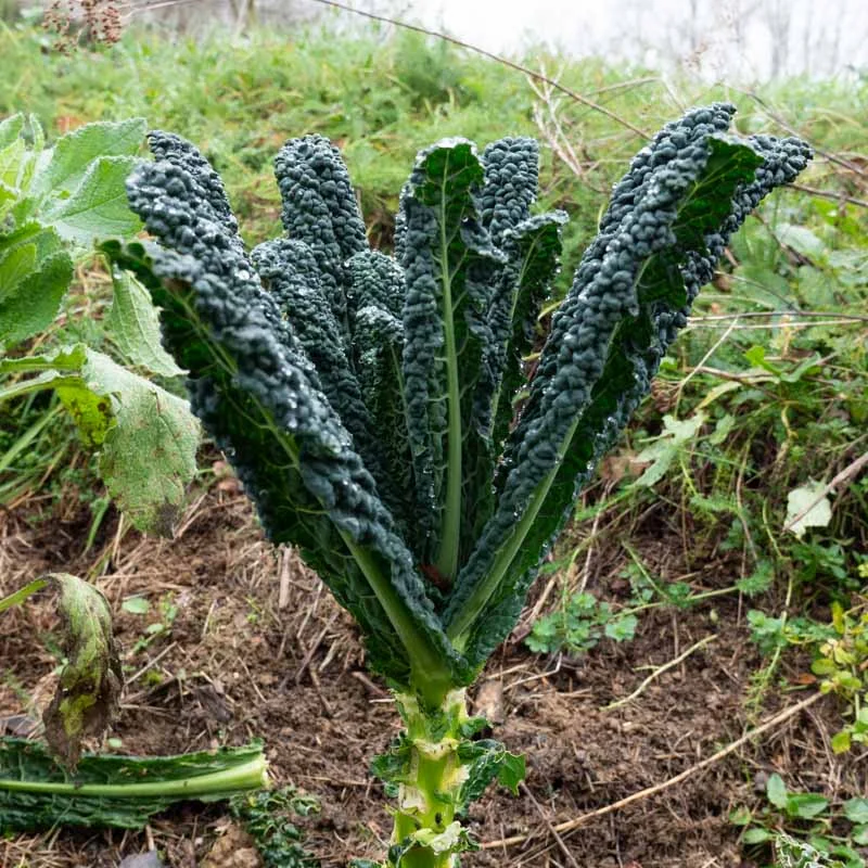 Kale / Kales - Tuscan black