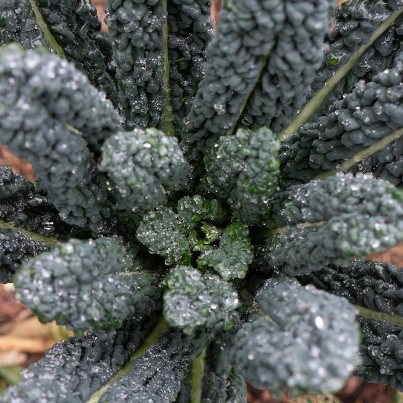 Kale / Kales - Tuscan black