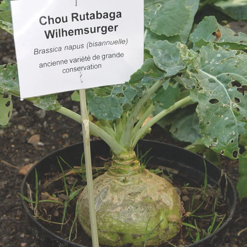 Rutabaga - Wilhelmsburger