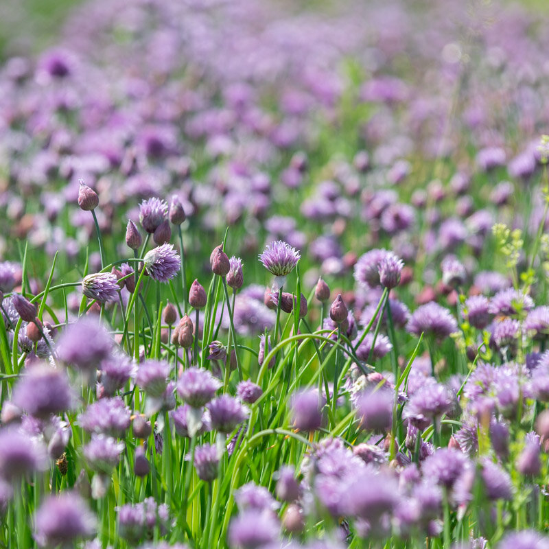 Chives - Chives