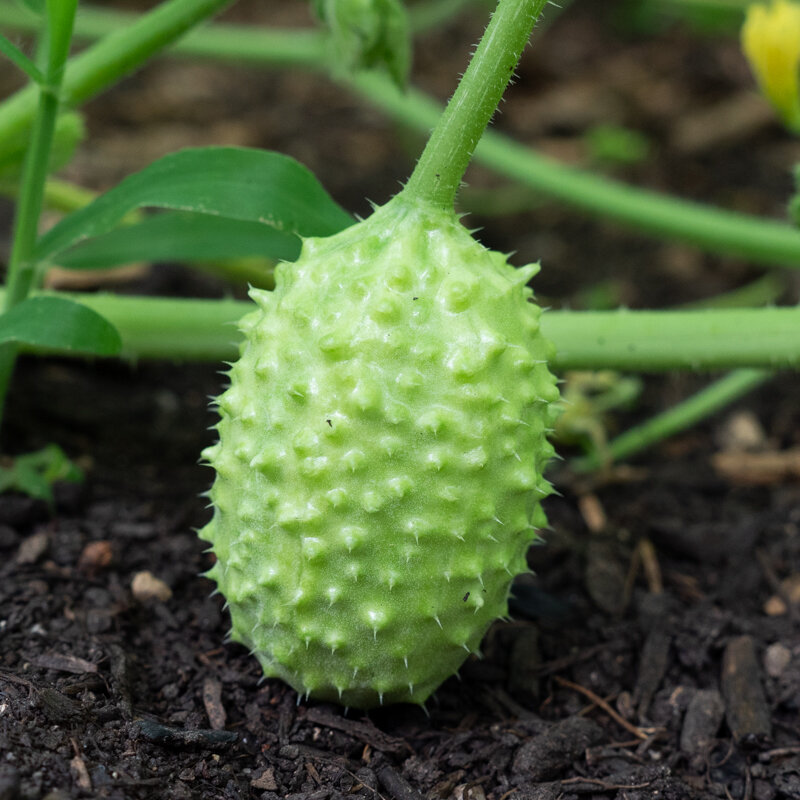 Cucumbers - West Indian Gherkin