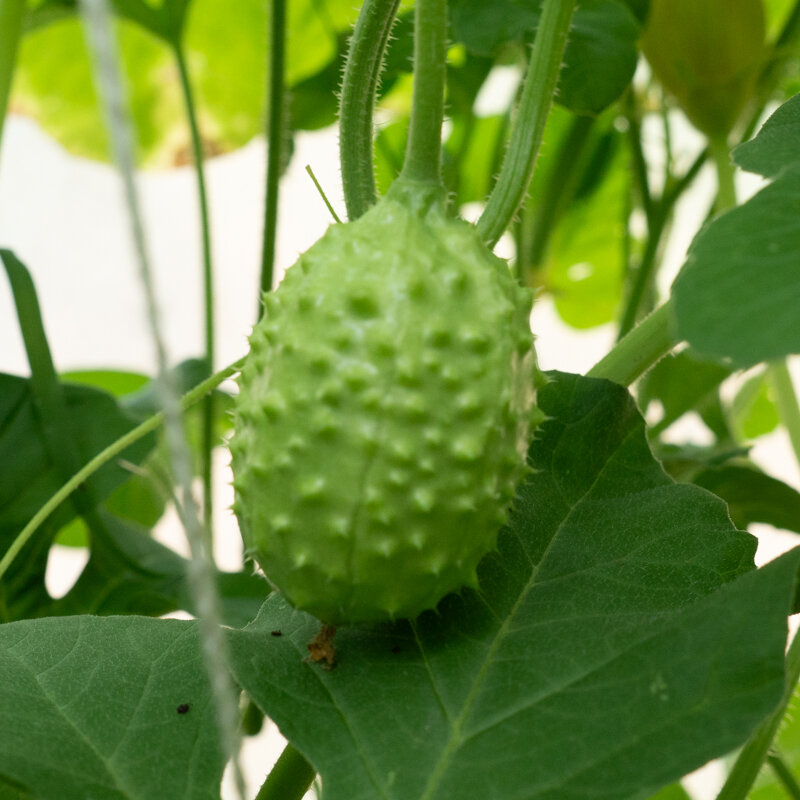 Cucumbers - West Indian Gherkin