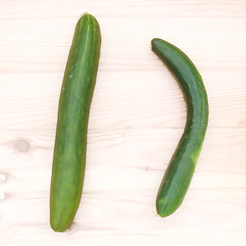 Cucumbers - Shintokiwa
