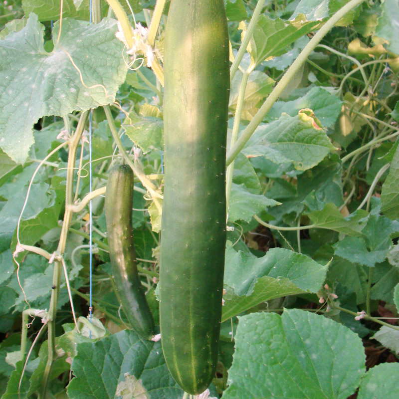 Cucumbers - Shintokiwa