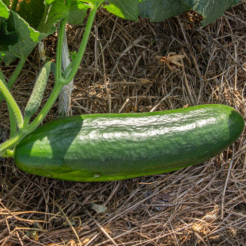 Cucumbers - Tendergreen Burpless