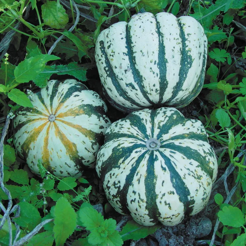 Pepo squash - Sweet Dumpling 