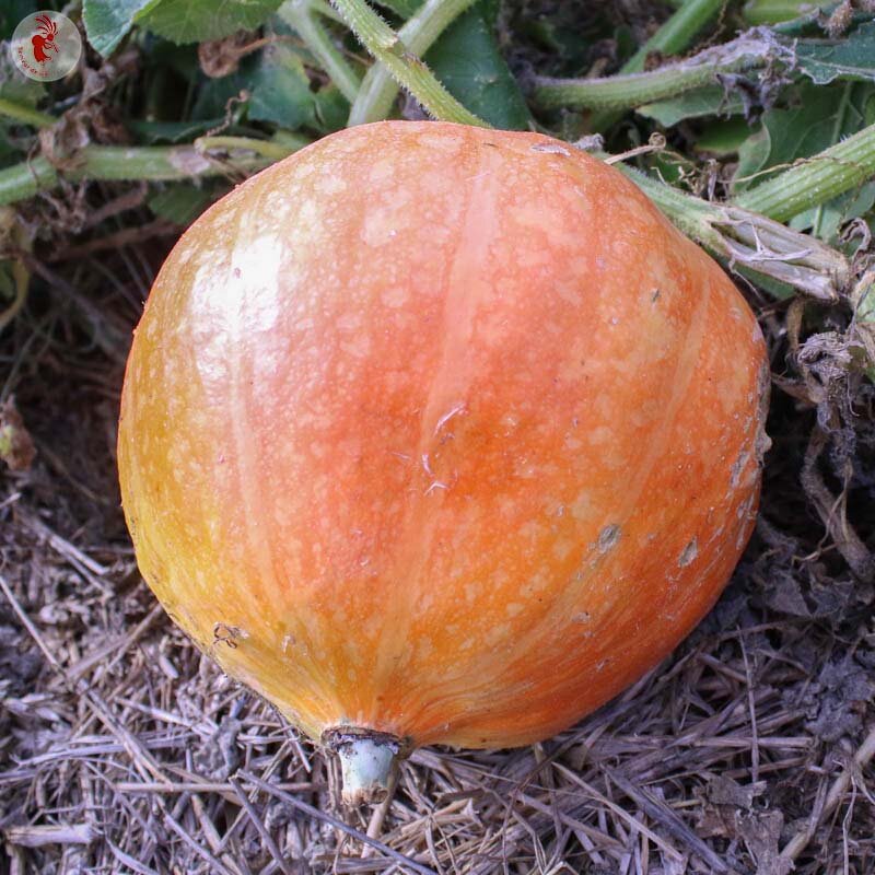 Heirloom Amish Pie Maxima squash Organic Seeds