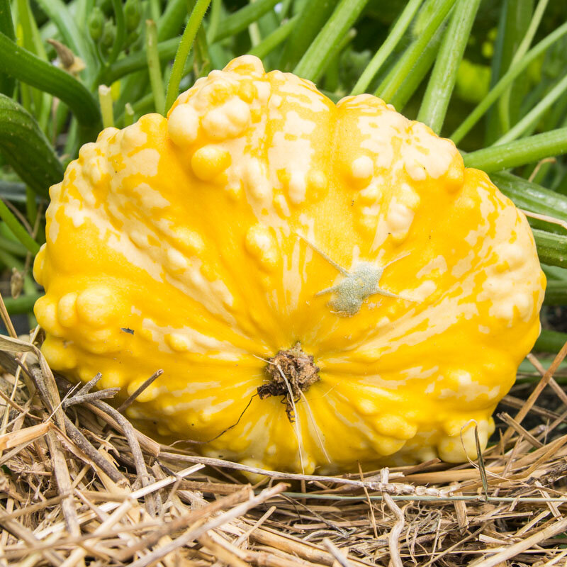 Pepo squash - Patty Pans in Mix