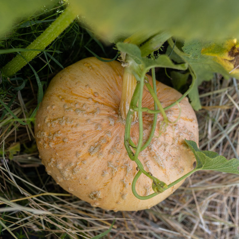 Maxima squash - Giraumon Galeux d'Eysines