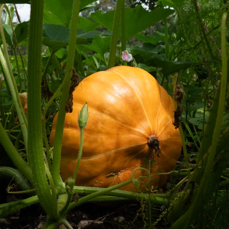 Maxima squash - Cinderella