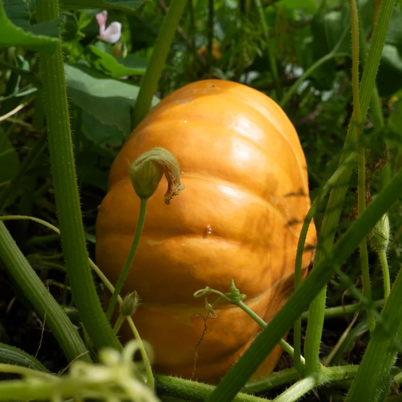 Maxima squash - Cinderella